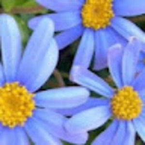 Meet your Posher, Pear leaker